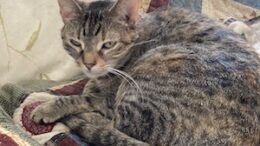 Maddie’s Meadows Pet of the Week