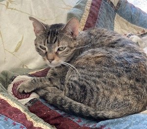 Maddie’s Meadows Pet of the Week