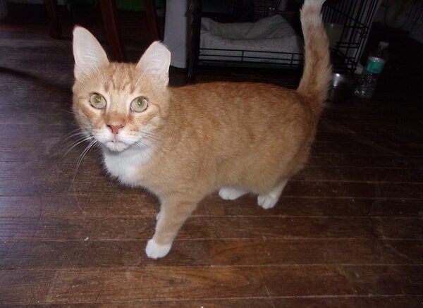 Maddie’s Meadows Pet of the Week