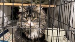 Maddie’s Meadows Pet of the Week