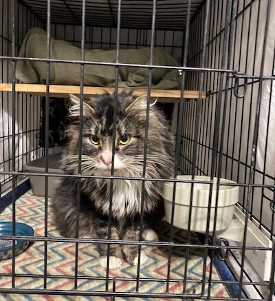 Maddie’s Meadows Pet of the Week