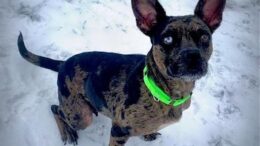 Stray Haven Pet of the Week