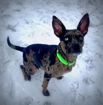 Stray Haven Pet of the Week