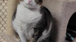 Stray Haven Pet of the Week