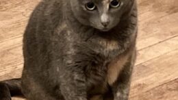 Maddie’s Meadows Pet of the Week