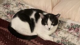 Maddie’s Meadows Pet of the Week