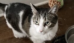 Maddie’s Meadows Pet of the Week