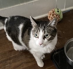 Maddie’s Meadows Pet of the Week