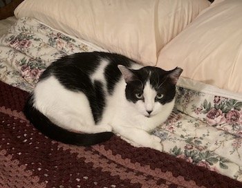 Maddie’s Meadows Pet of the Week