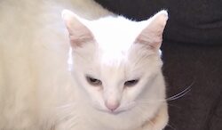 Maddie’s Meadows Pet(s) of the Week