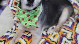 Stray Haven Pet of the Week