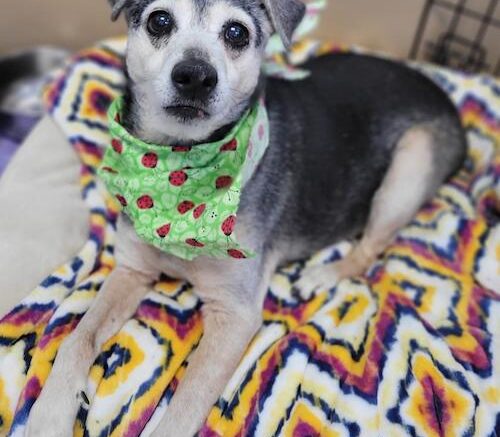 Stray Haven Pet of the Week