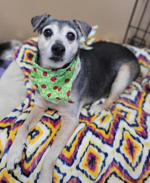 Stray Haven Pet of the Week for the week of March 7, 2021 Owego