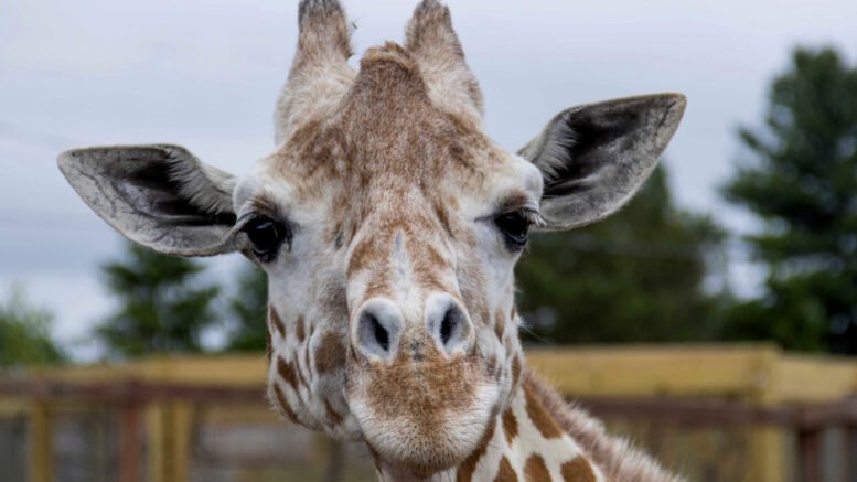 Animal Adventure Park announces passing of April the Giraffe