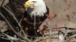 The shot of a lifetime