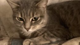 Maddie’s Meadows Pet of the Week