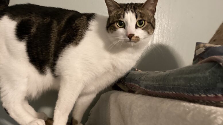 Maddie’s Meadows Pet of the Week