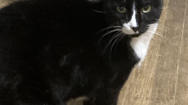 Maddie’s Meadows Pet of the Week