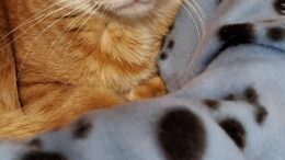 Stray Haven Pet of the Week