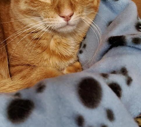 Stray Haven Pet of the Week