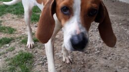 Stray Haven Pet of the Week