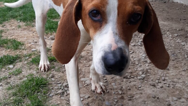 Stray Haven Pet of the Week