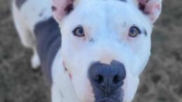 Stray Haven Pet of the Week