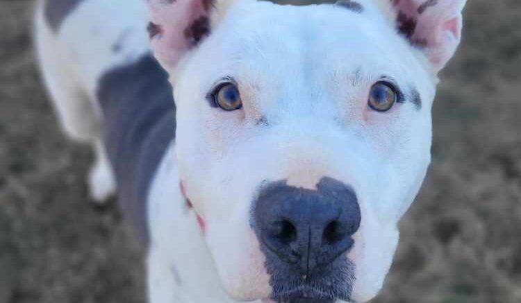 Stray Haven Pet of the Week