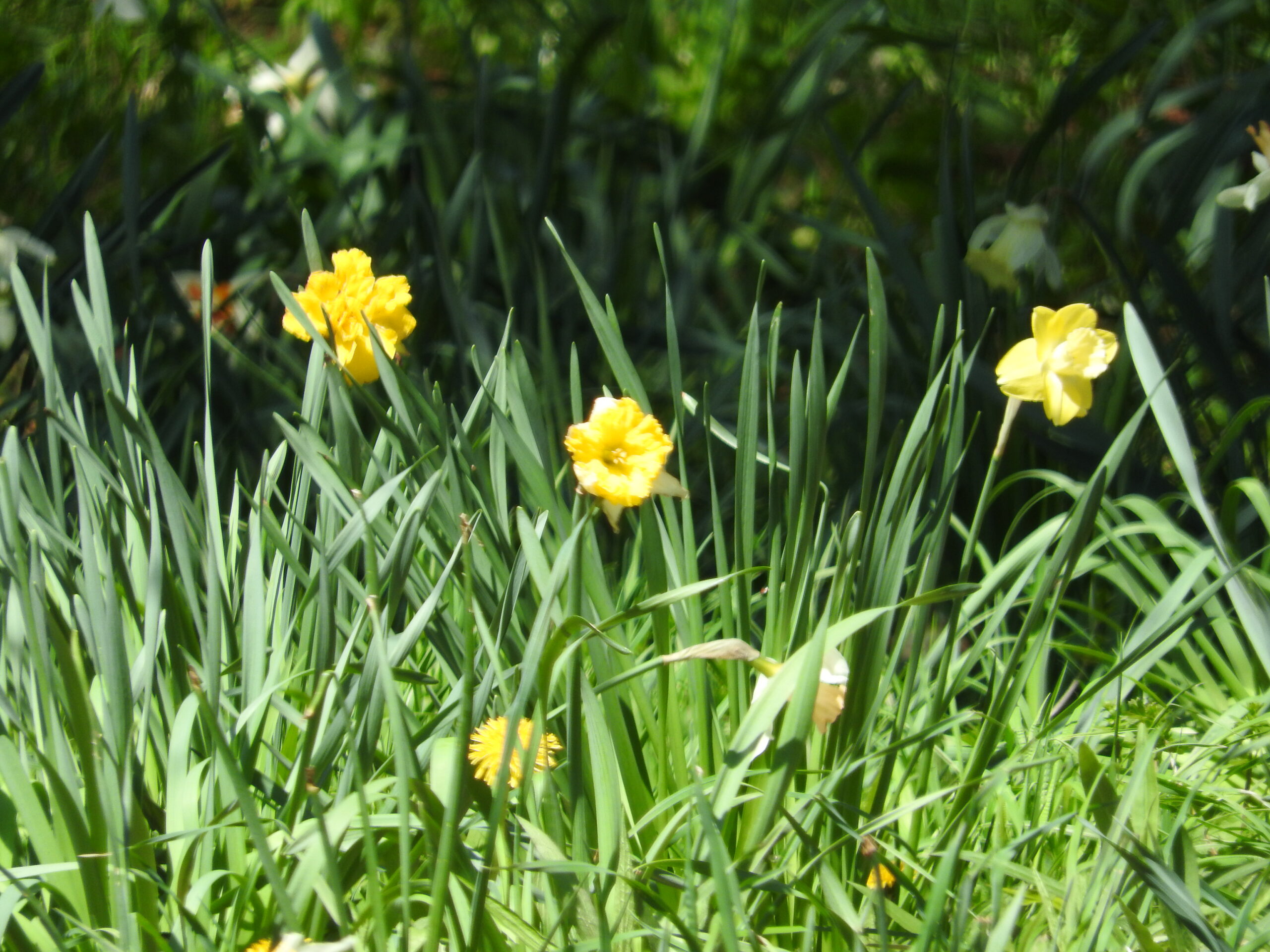 Daffodil Festival celebrates new beginnings