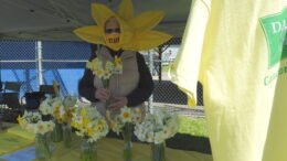 Daffodil Festival celebrates new beginnings