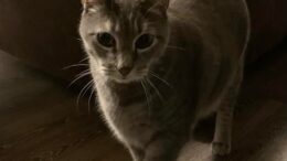 Maddie’s Meadows Pet of the Week