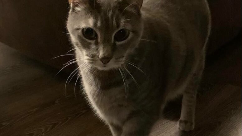 Maddie’s Meadows Pet of the Week