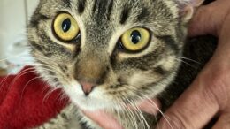 Maddie’s Meadows Pet of the Week