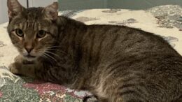 Maddie’s Meadows Pet of the Week