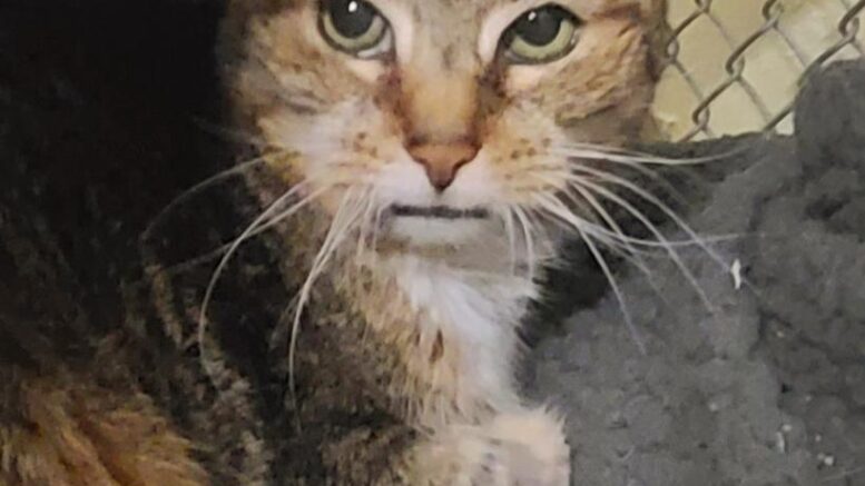 Stray Haven Pet of the Week