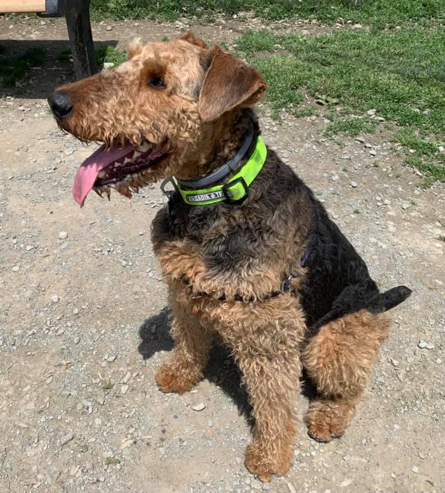 Photos Having fun at the Rebecca Weitsman Memorial Dog Park Owego