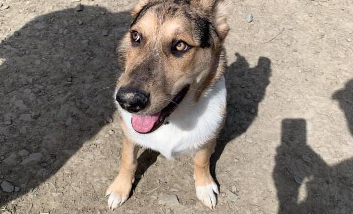 Photos: Gearing up for the 'dog days of summer'