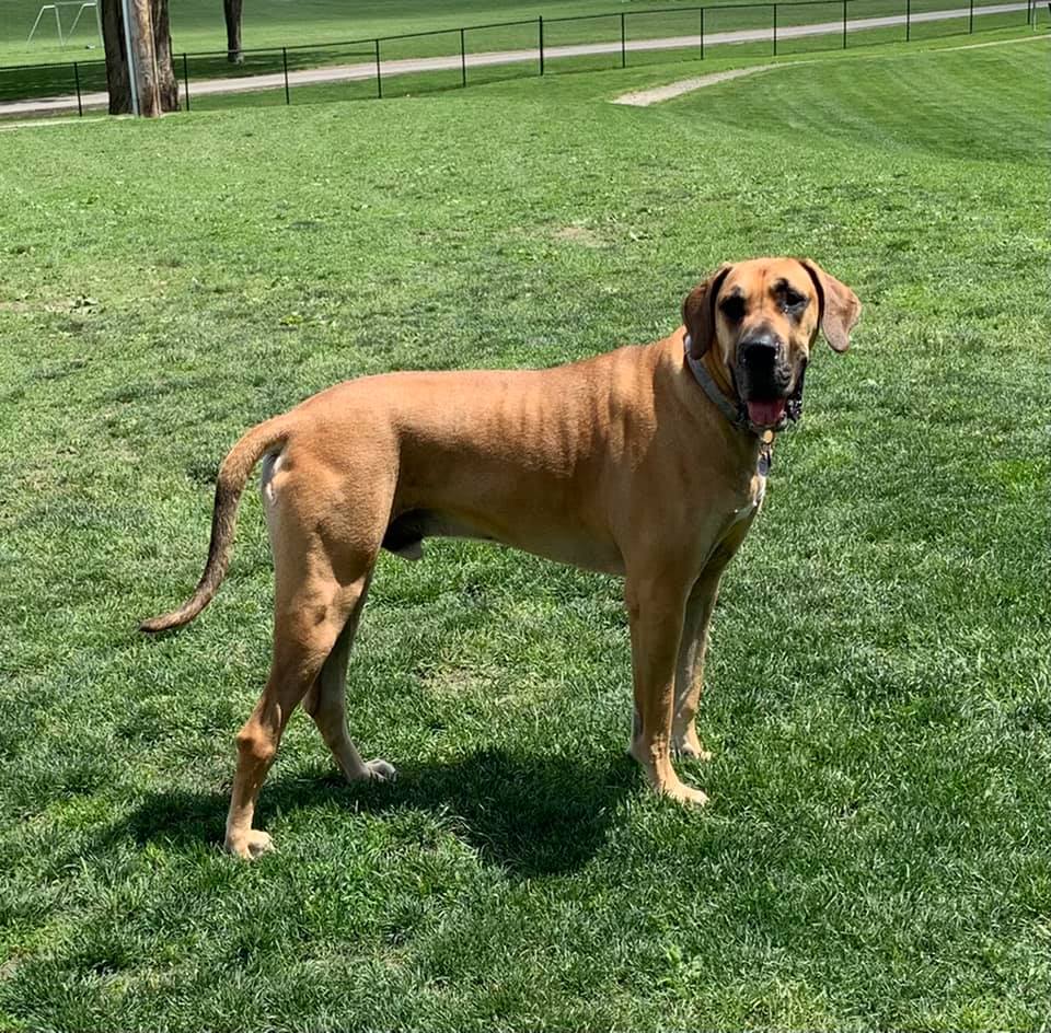 Photos Having fun at the Rebecca Weitsman Memorial Dog Park Owego