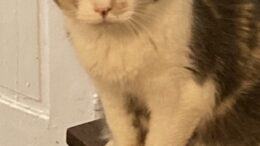 Maddie’s Meadows Pet of the Week