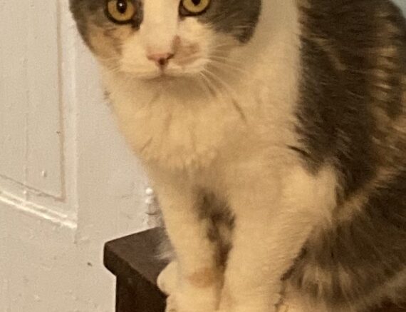 Maddie’s Meadows Pet of the Week