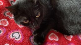 Maddie’s Meadows Pet of the Week