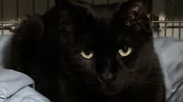 Maddie’s Meadows Pet of the Week