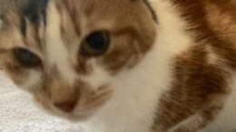 Maddie’s Meadows Pet of the Week