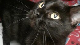 Stray Haven Pet of the Week