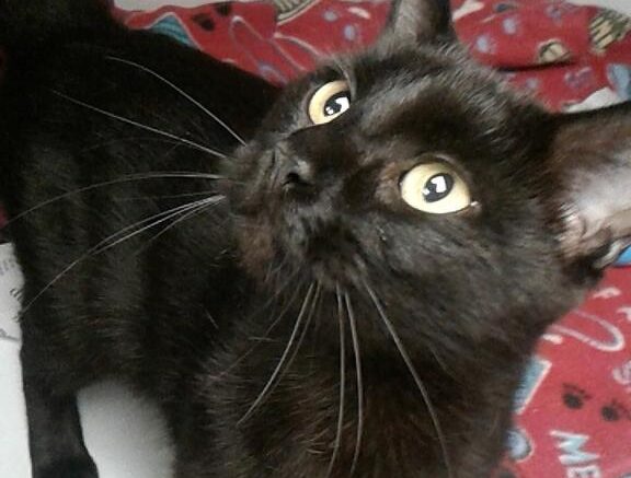 Stray Haven Pet of the Week