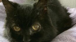 Maddie’s Meadows Pet of the Week