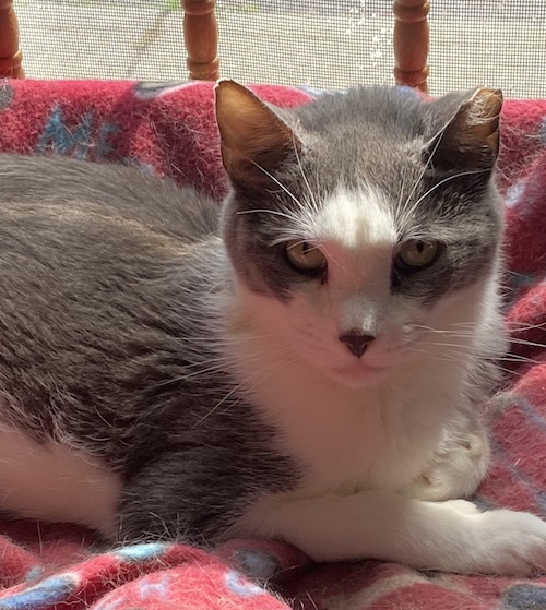 Maddie’s Meadows Pet of the Week