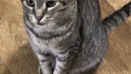 Maddie’s Meadows Pet of the Week