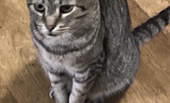 Maddie’s Meadows Pet of the Week