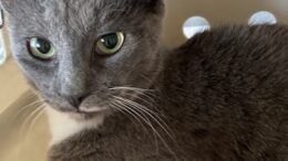 Maddie’s Meadows Pet of the Week